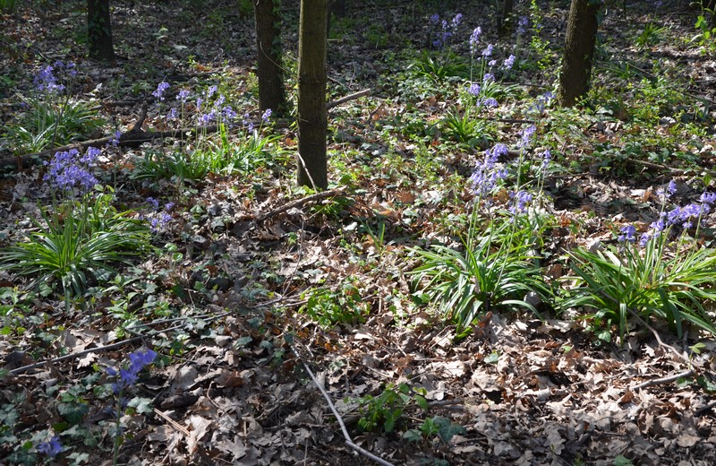 Hyacinthoides hispanica? No, Hyacinthoides non-scripta